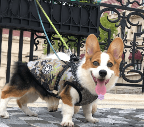 Winter Wonderland Pet Hooded Coat - Stylish And Warm Dog Jacket For Small Breeds