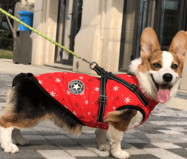 Winter Wonderland Pet Hooded Coat - Stylish And Warm Dog Jacket For Small Breeds