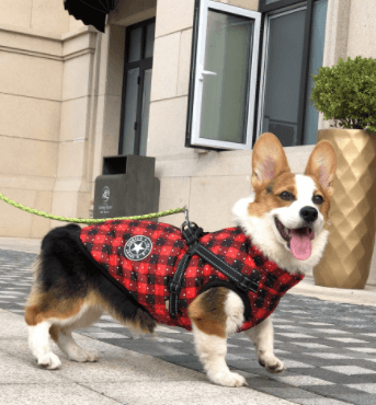 Winter Wonderland Pet Hooded Coat - Stylish And Warm Dog Jacket For Small Breeds