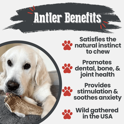 Elk Antler Dog Chews | All-Natural Whole and Split Elk Antler Chews for Dogs
