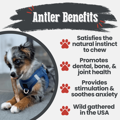 Elk Antler Dog Chews | All-Natural Whole and Split Elk Antler Chews for Dogs