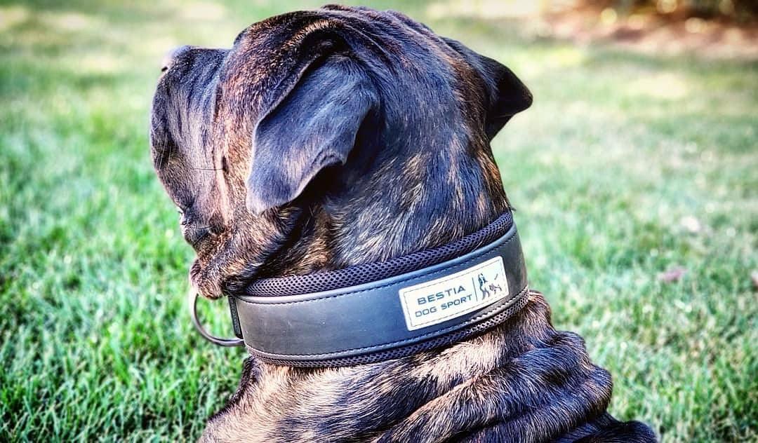 BESTIA DOG SPORT COLLAR 2 inch ultra heavy duty