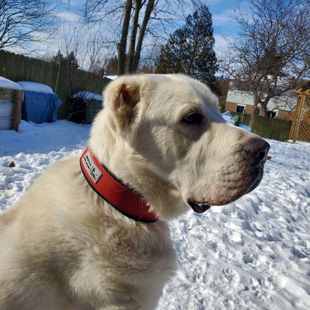 BESTIA DOG SPORT COLLAR RED STAINLESS STEEL