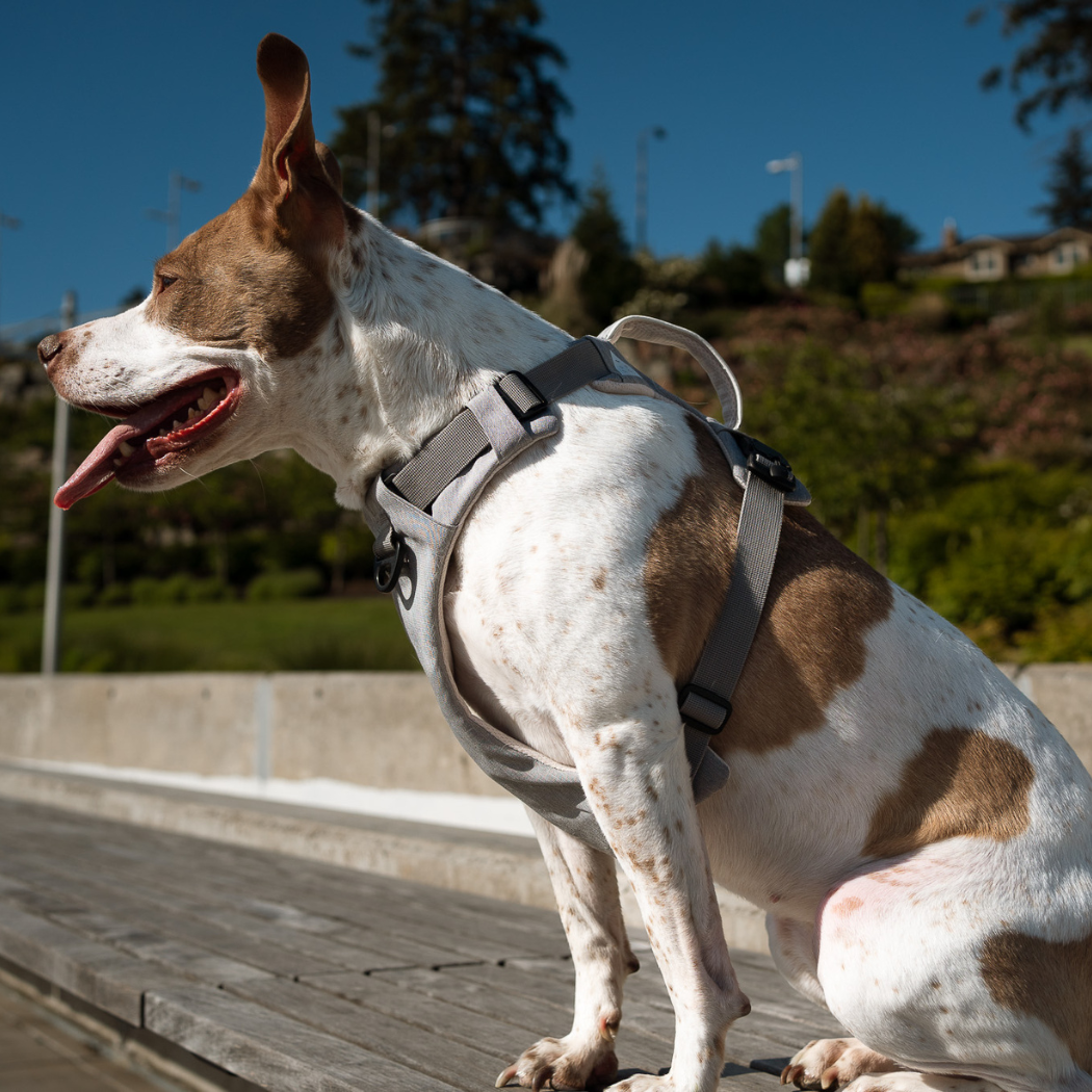 Magnetic Dog Harness
