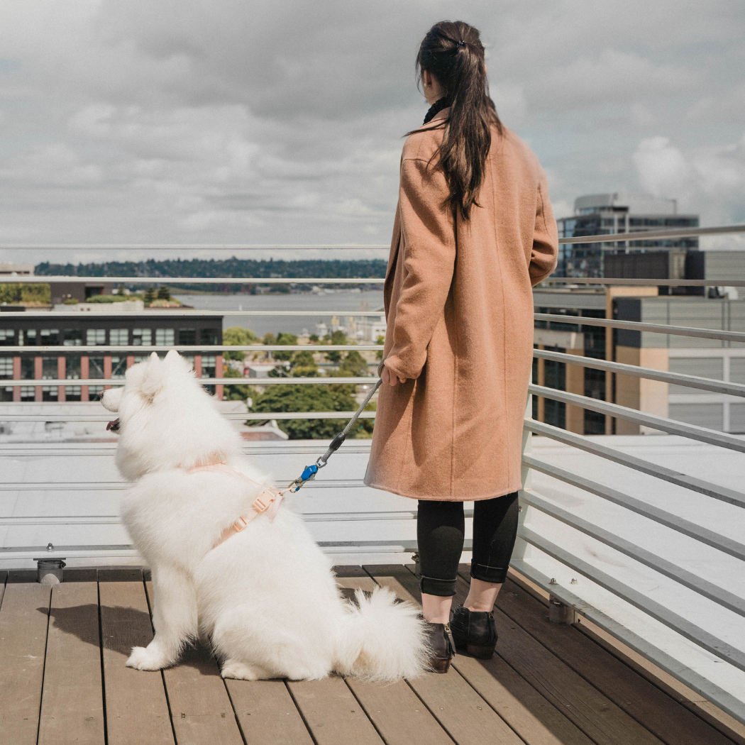 Patented Magnetic Dog Leash