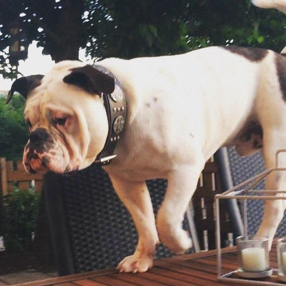 The "Maximus Silver" leash by Bestia